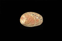 藏品(九孔螺)的圖片